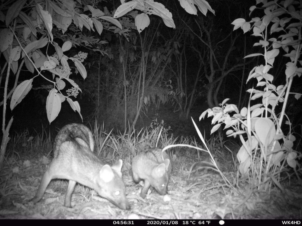 Volpe sciacallo - ML637166852