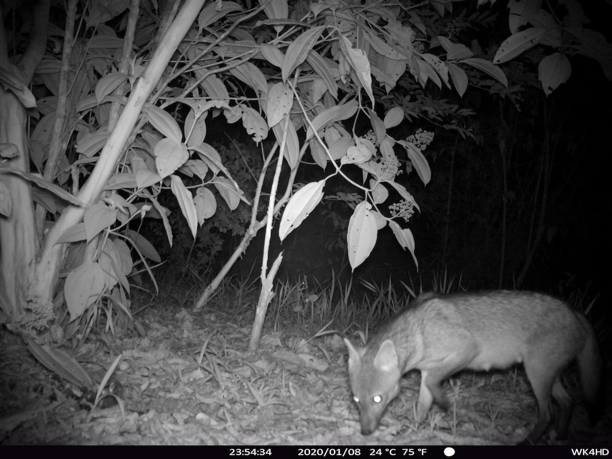 Volpe sciacallo - ML637166853