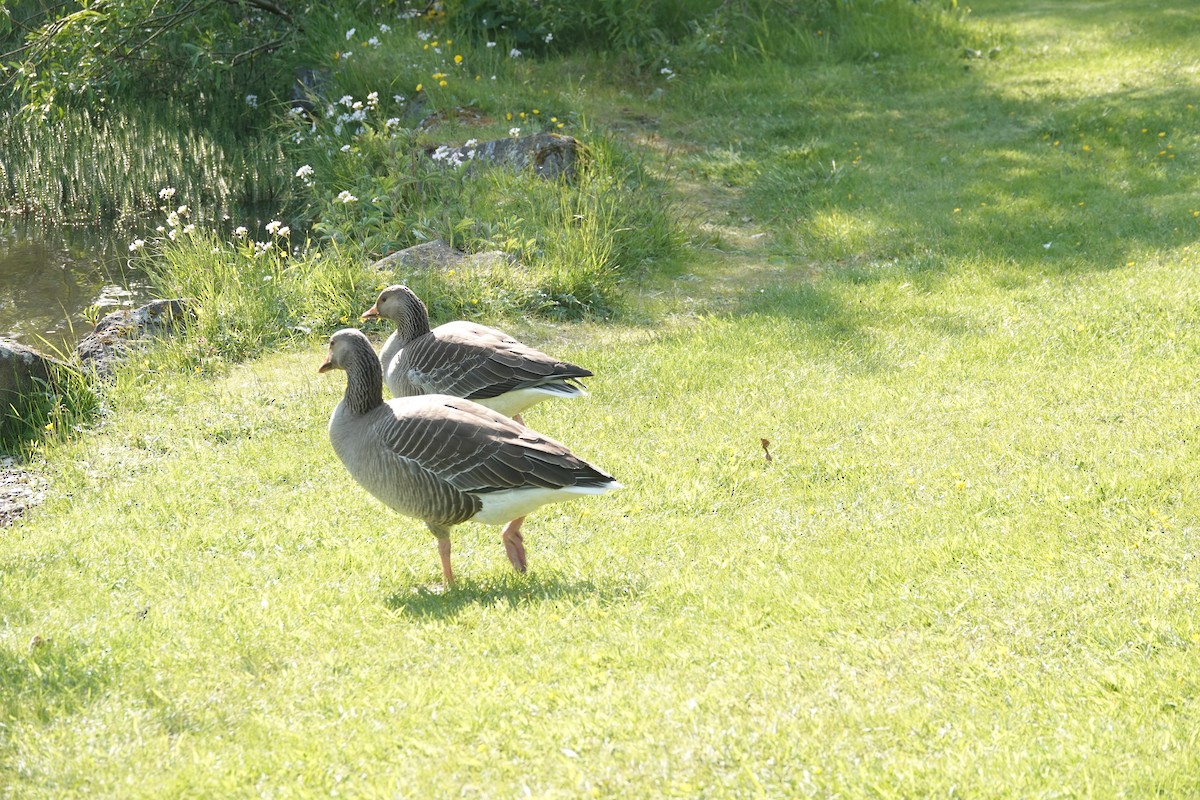 Graylag Goose - ML637166876