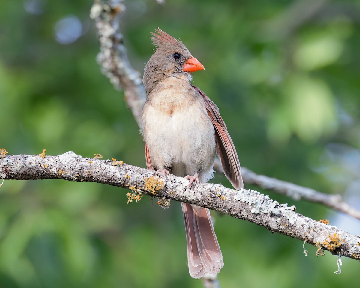 Northern Cardinal - ML637166878