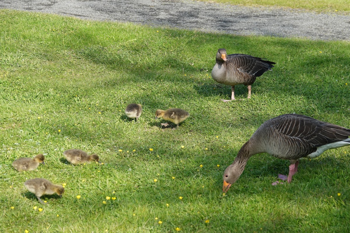 Graylag Goose - ML637166883
