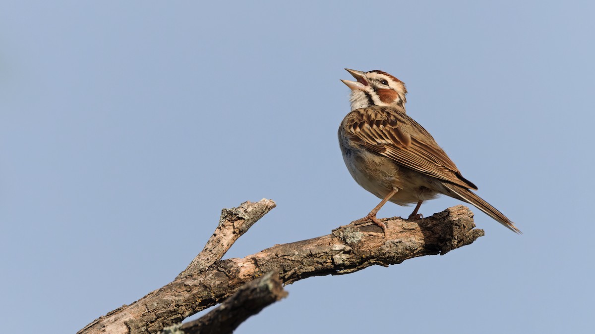 Lark Sparrow - ML637166894
