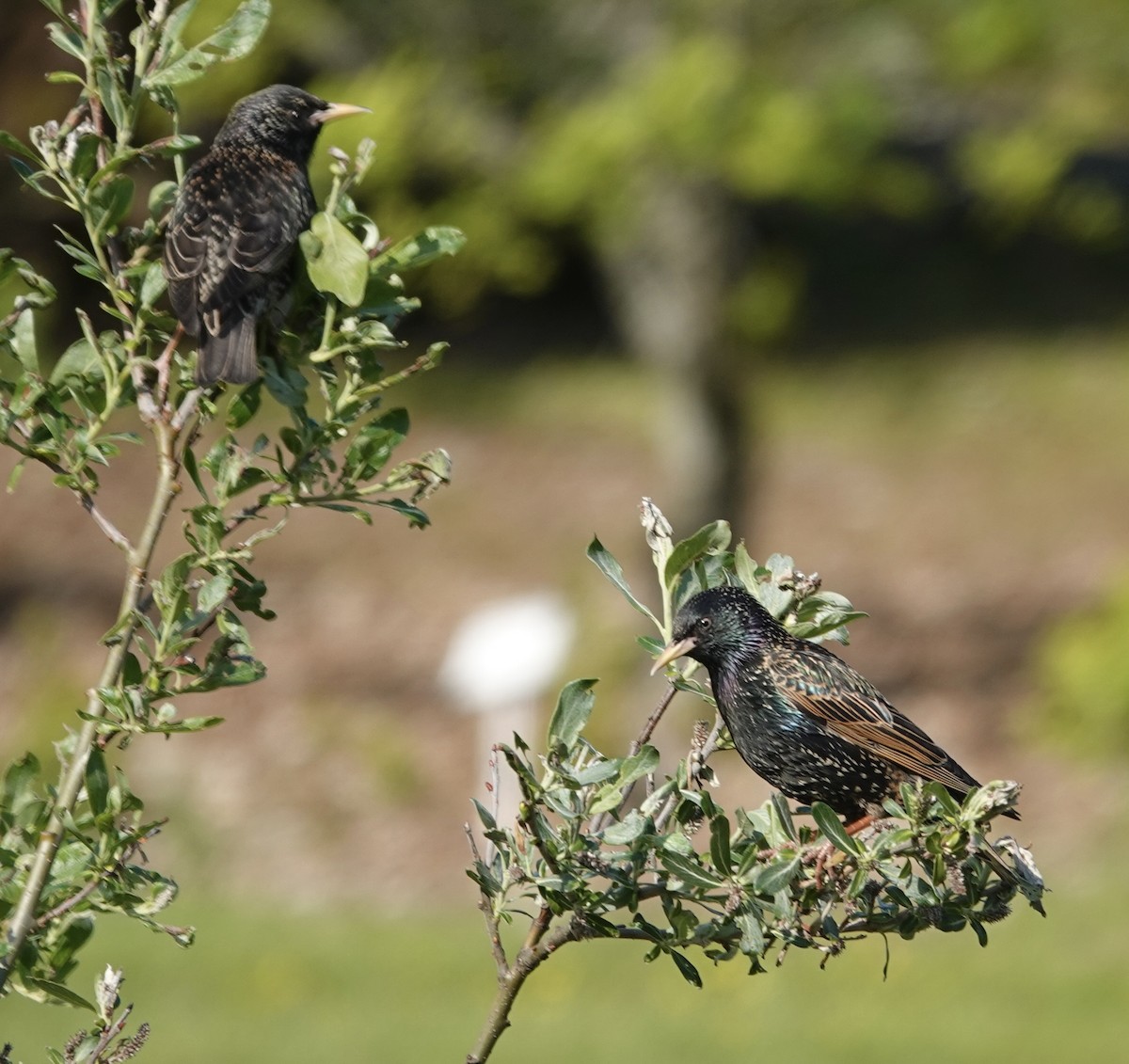 European Starling - ML637166923