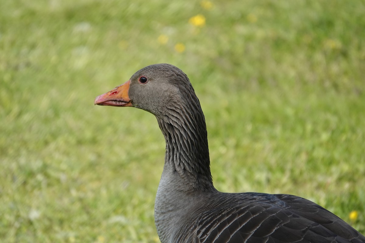 Graylag Goose - ML637166938
