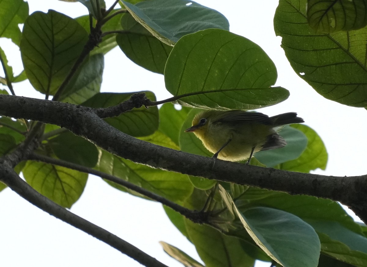Northern Yellow White-eye - ML637167012