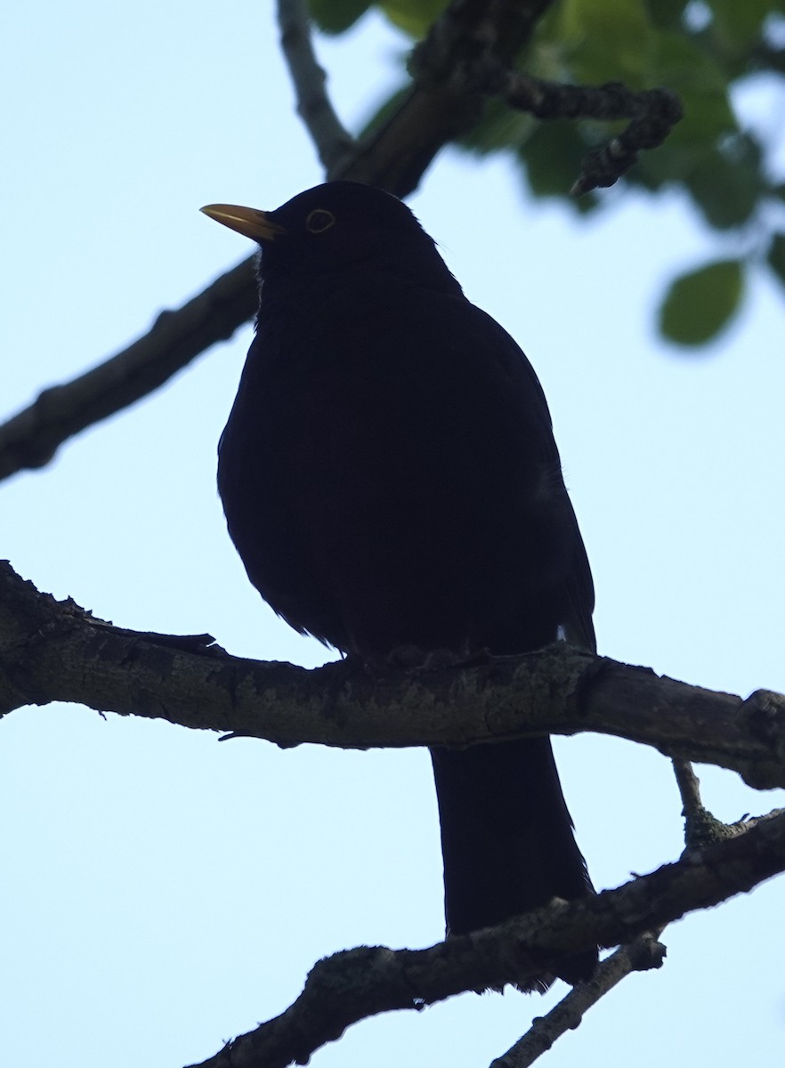 Eurasian Blackbird - ML637167071