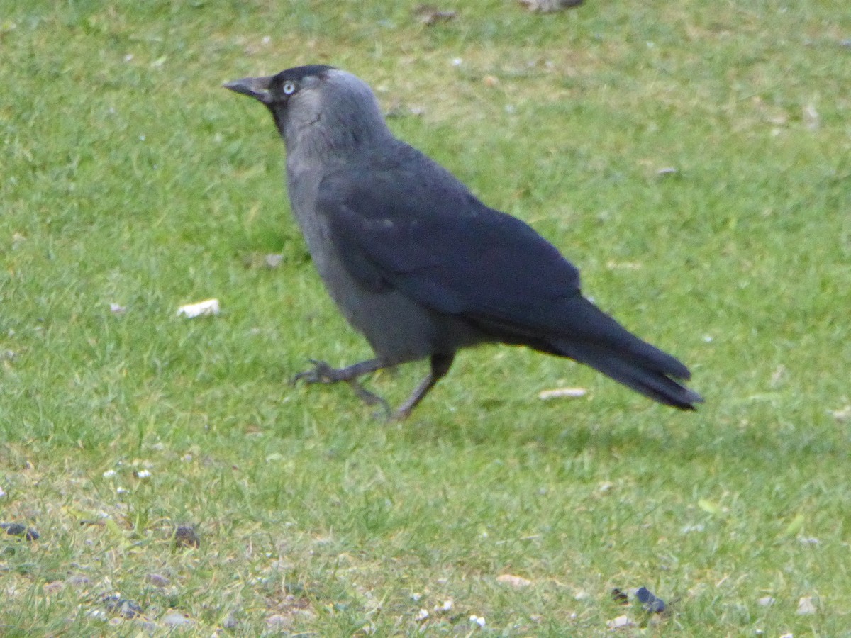 Eurasian Jackdaw - ML637167074