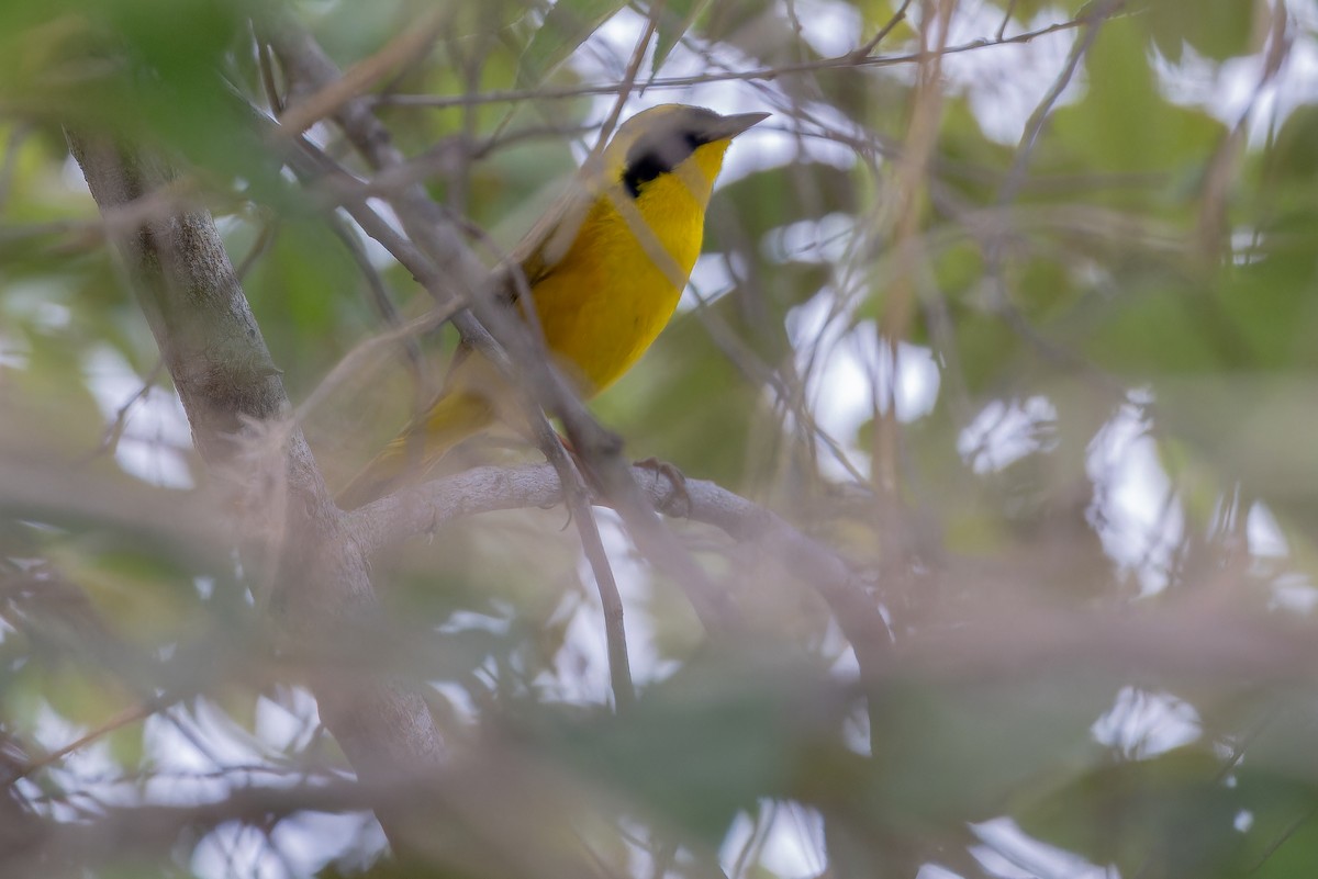 Altamira Yellowthroat - ML637167111