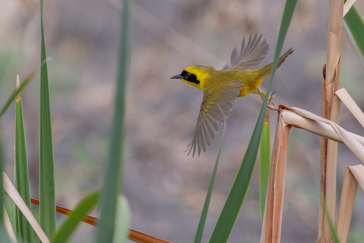 Altamira Yellowthroat - ML637167113