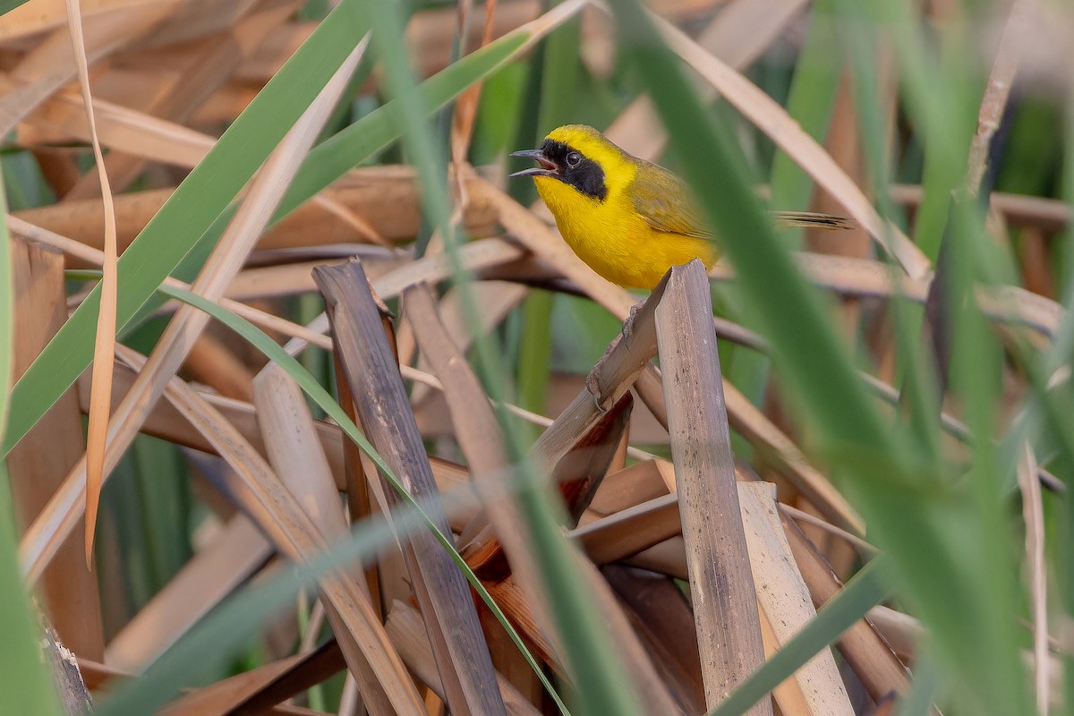 Altamira Yellowthroat - ML637167114