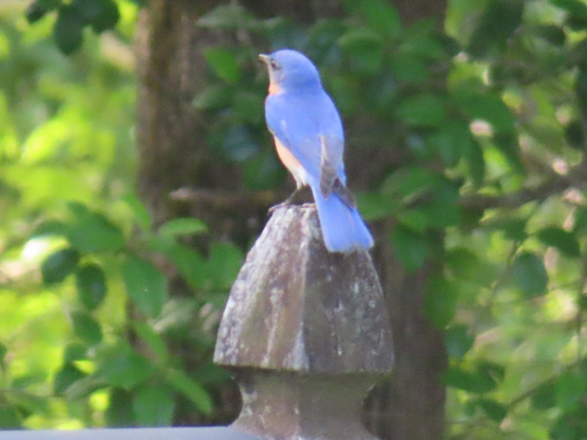 Eastern Bluebird - ML637167115
