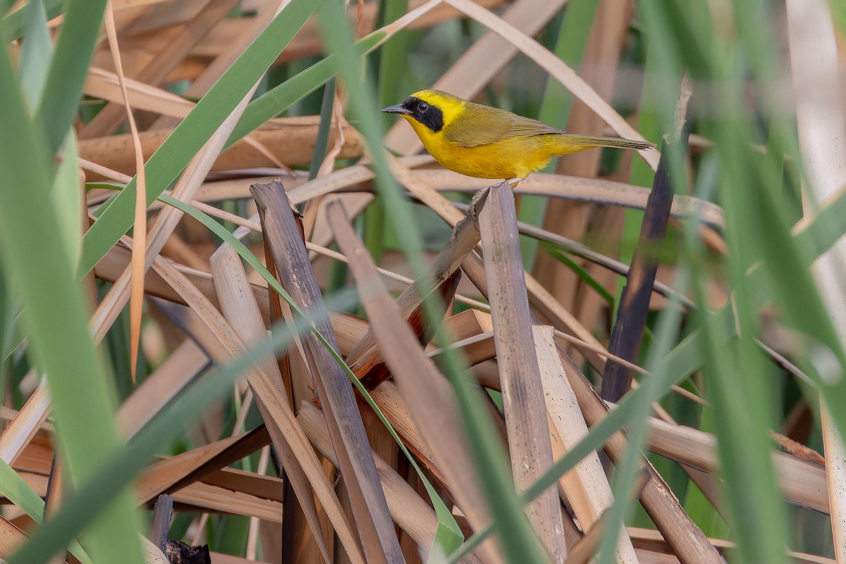 Altamira Yellowthroat - ML637167118
