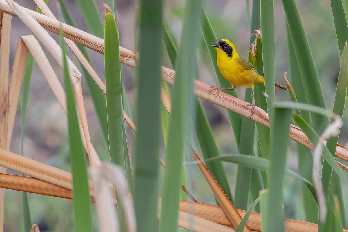 Altamira Yellowthroat - ML637167119