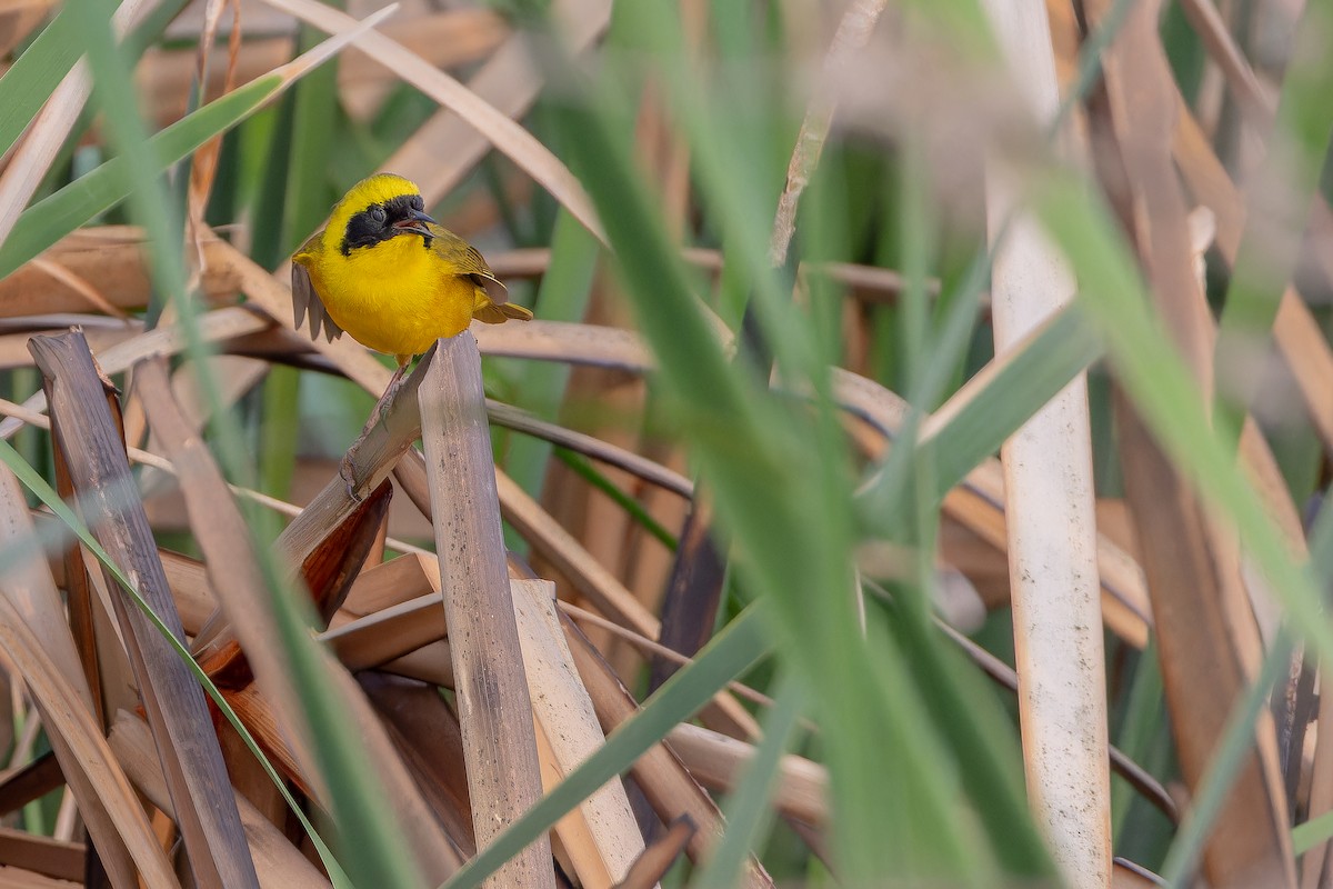 Altamira Yellowthroat - ML637167120
