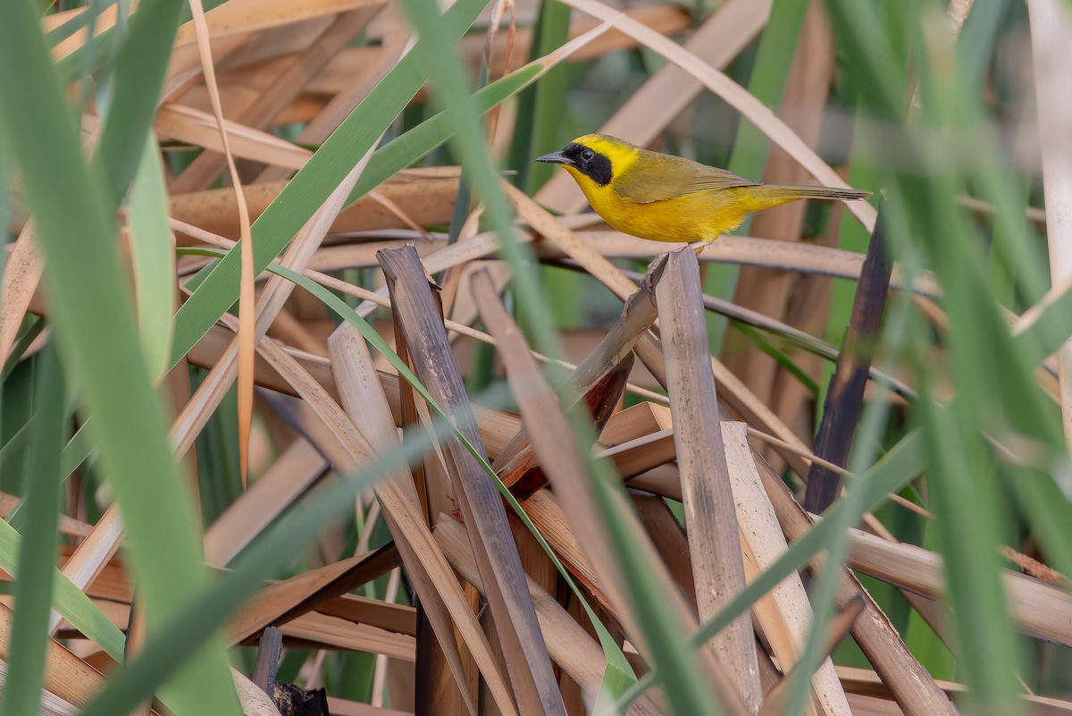 Altamira Yellowthroat - ML637167121