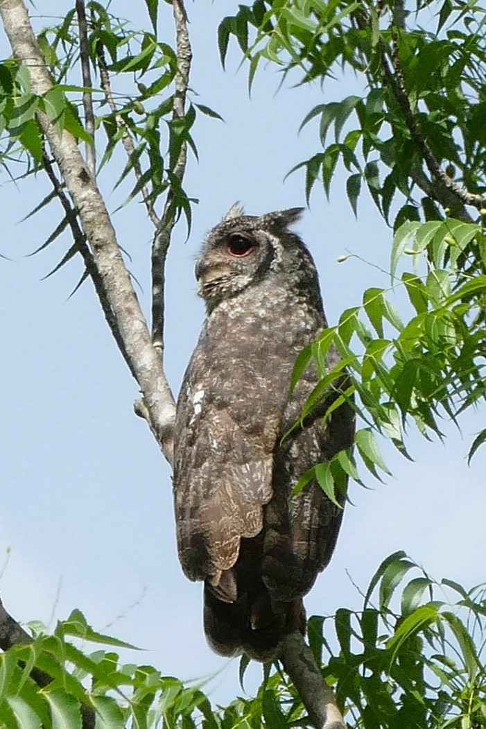 Grayish Eagle-Owl - ML637167151
