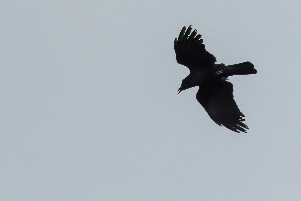 Tamaulipas Crow - ML637167190