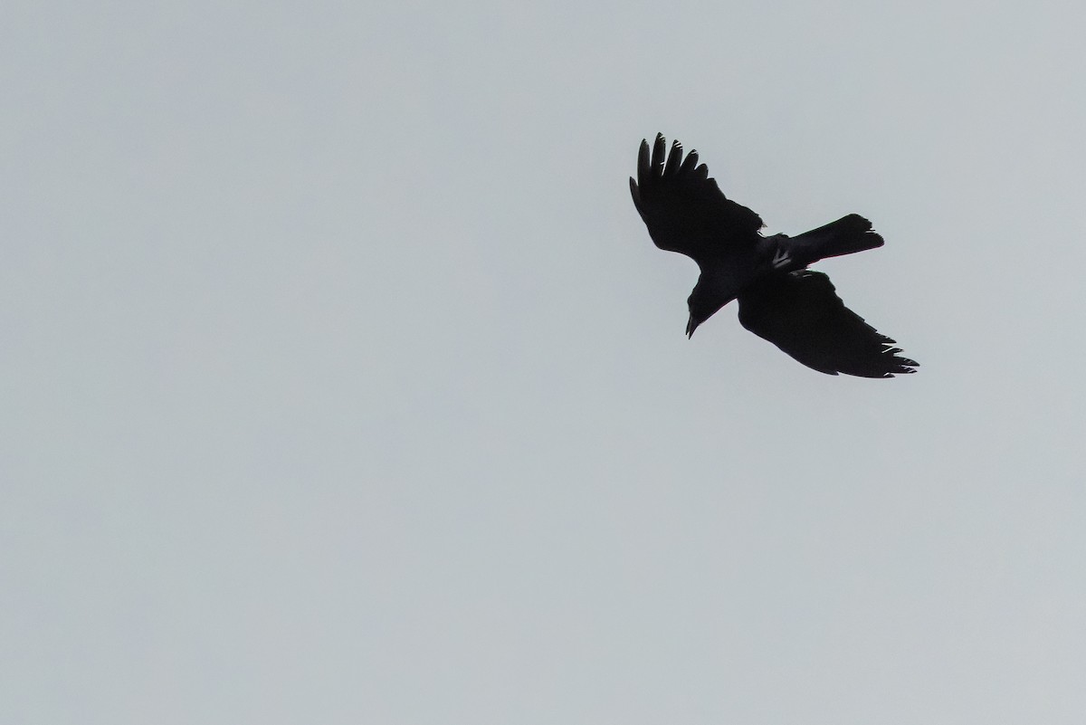 Tamaulipas Crow - ML637167191