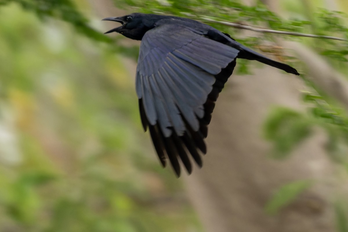 Tamaulipas Crow - ML637167196