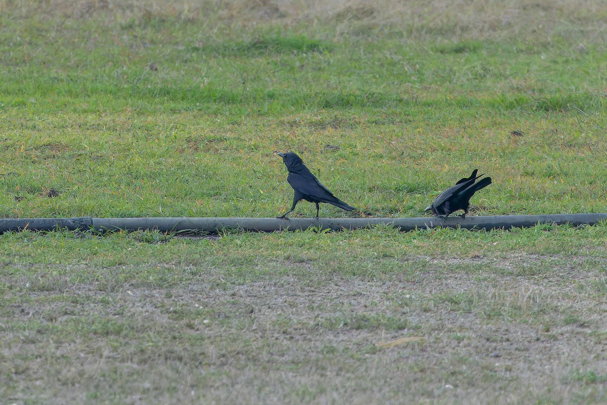 Tamaulipas Crow - ML637167197
