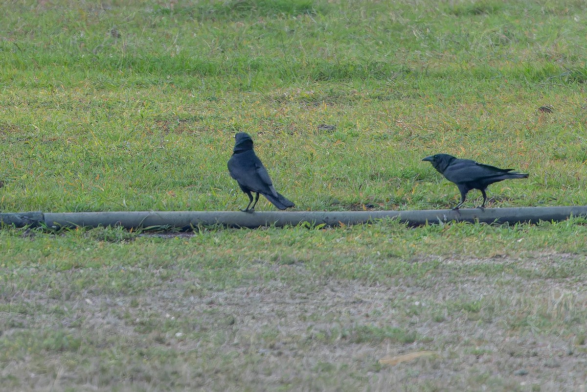 Tamaulipas Crow - ML637167198