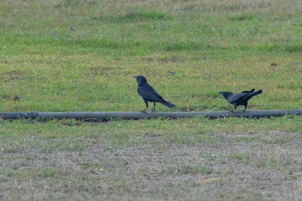 Tamaulipas Crow - ML637167199