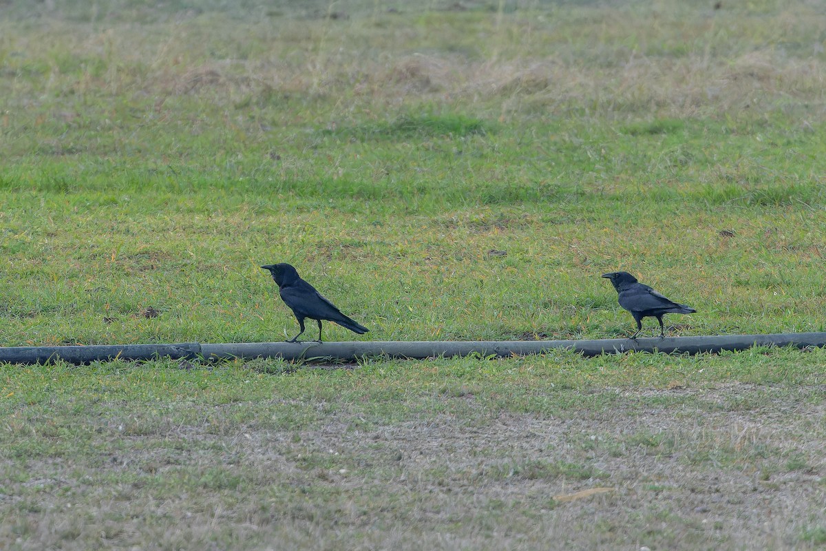 Tamaulipas Crow - ML637167200