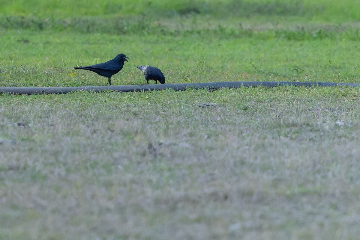 Tamaulipas Crow - ML637167202