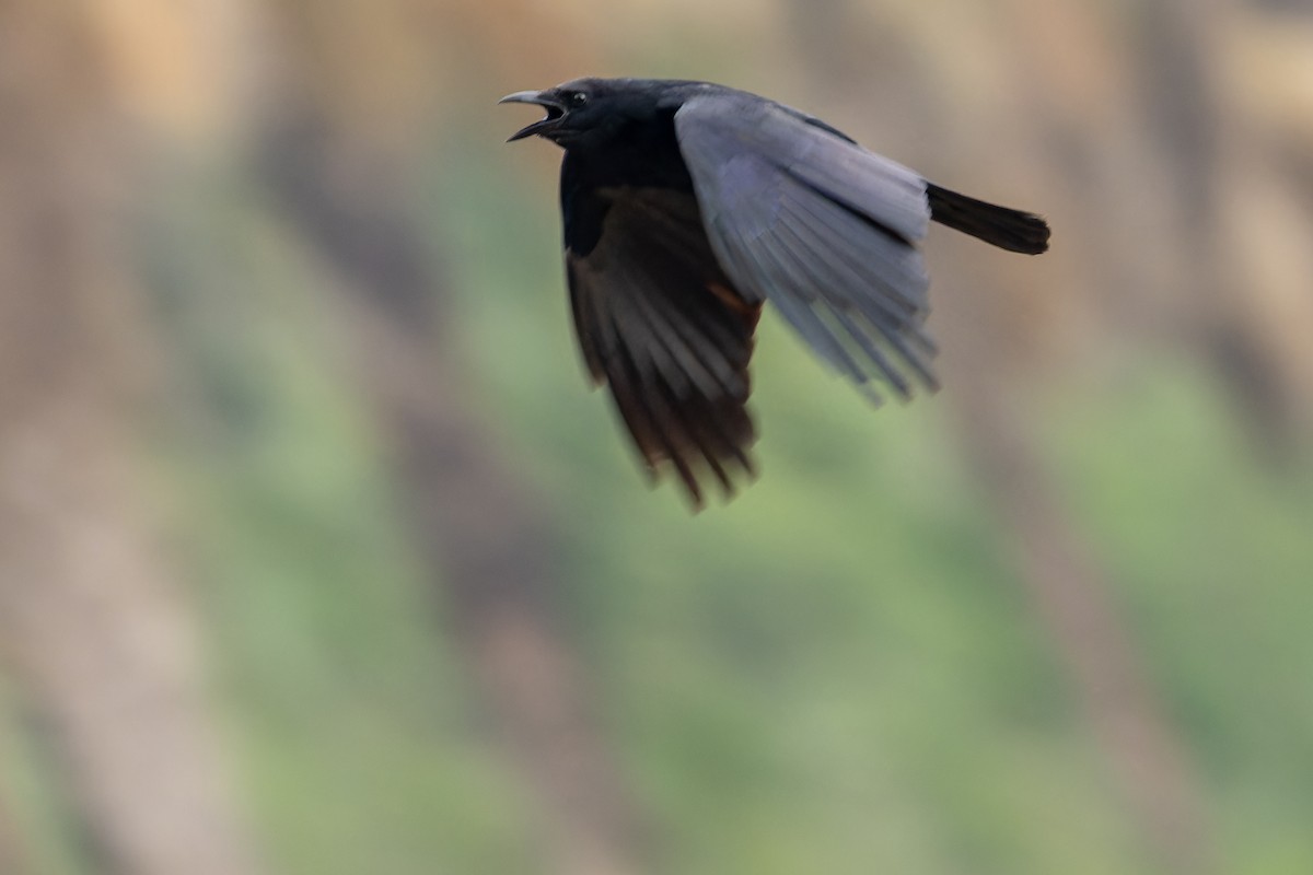 Tamaulipas Crow - ML637167205
