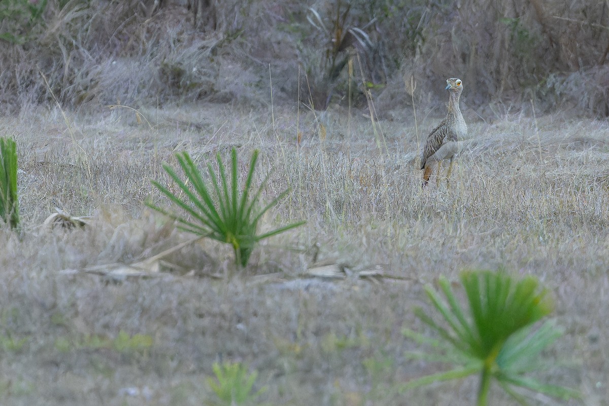 Double-striped Thick-knee - ML637167332