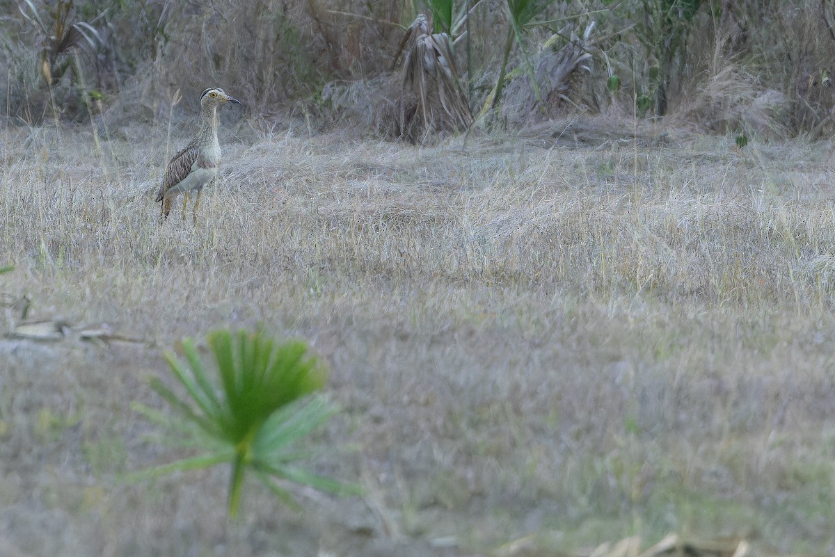 Double-striped Thick-knee - ML637167333
