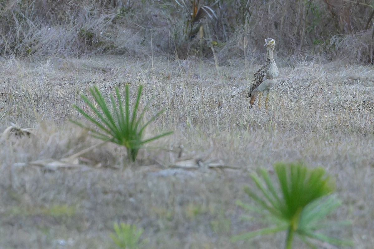 Double-striped Thick-knee - ML637167334