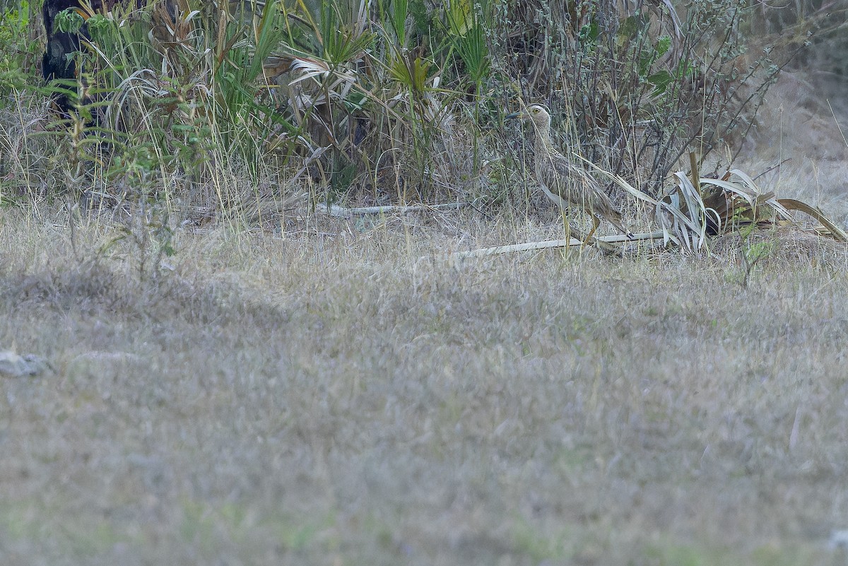 Double-striped Thick-knee - ML637167335