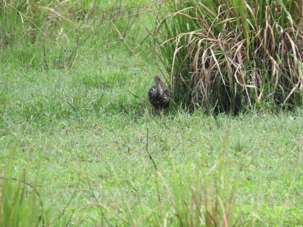 Limpkin - ML637167344