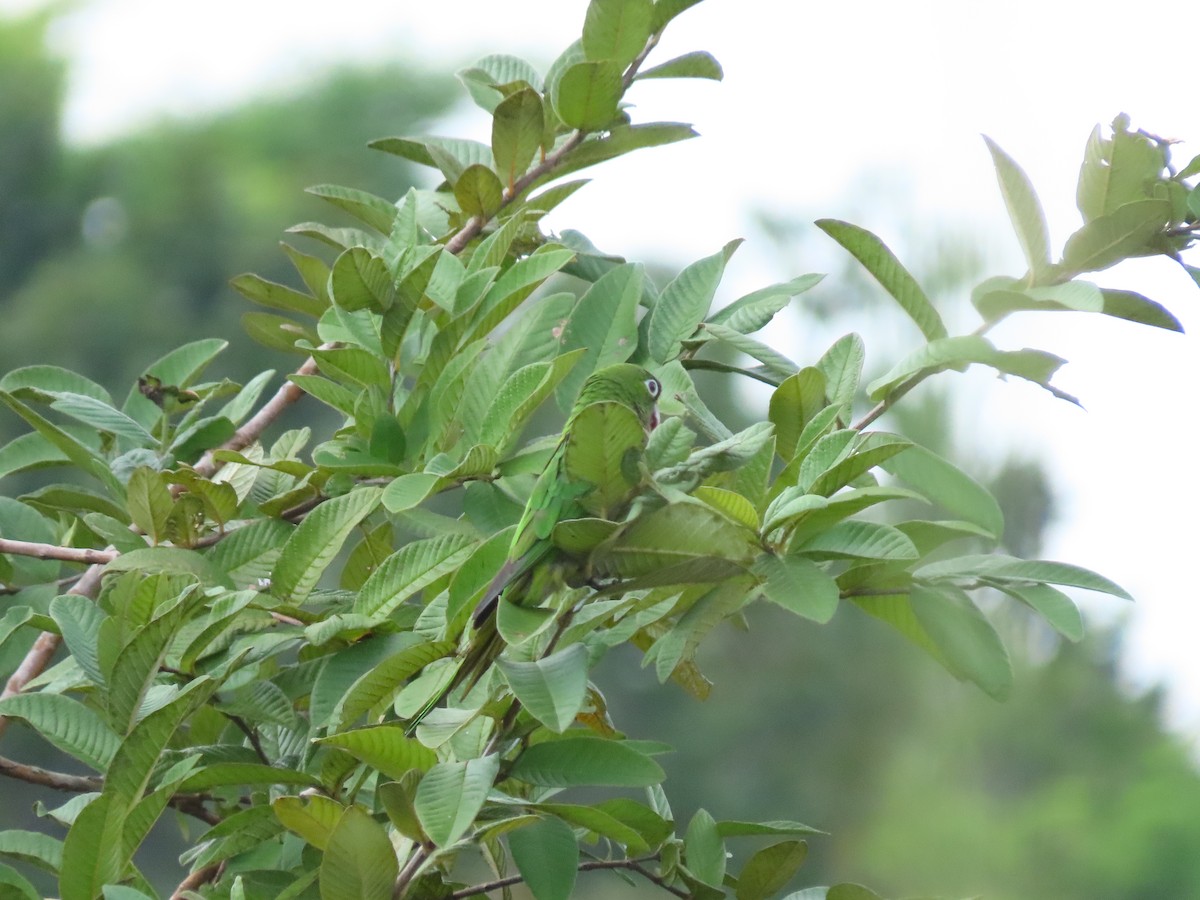 Olive-throated Parakeet - ML637167385