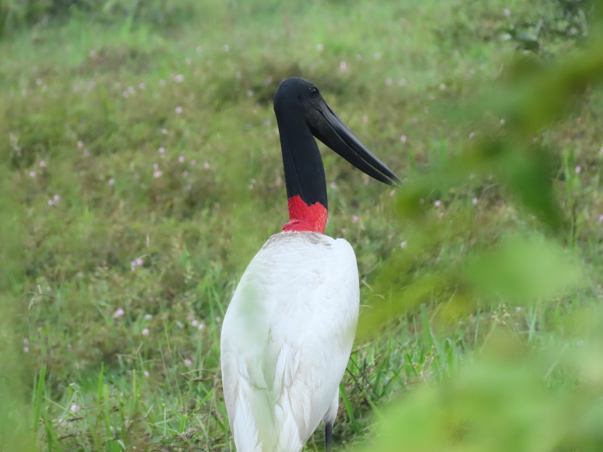 Jabiru - ML637167412