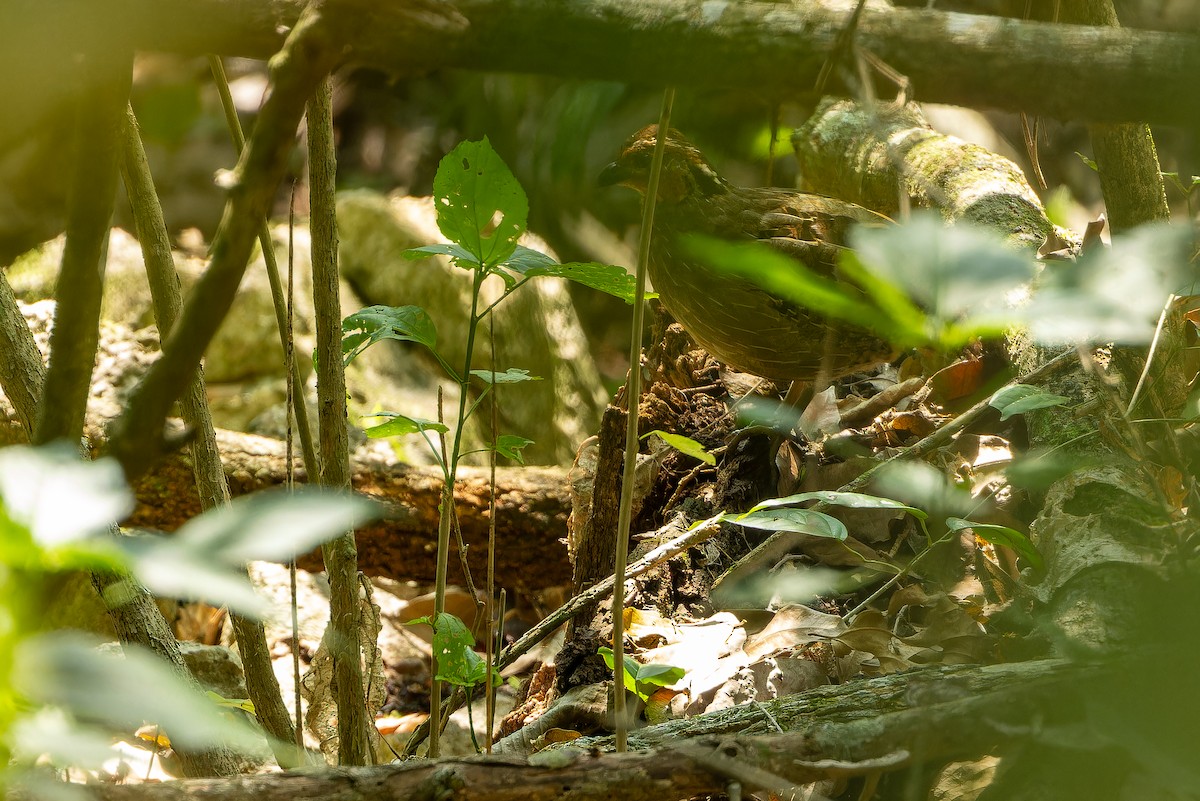 Singing Quail - ML637167543