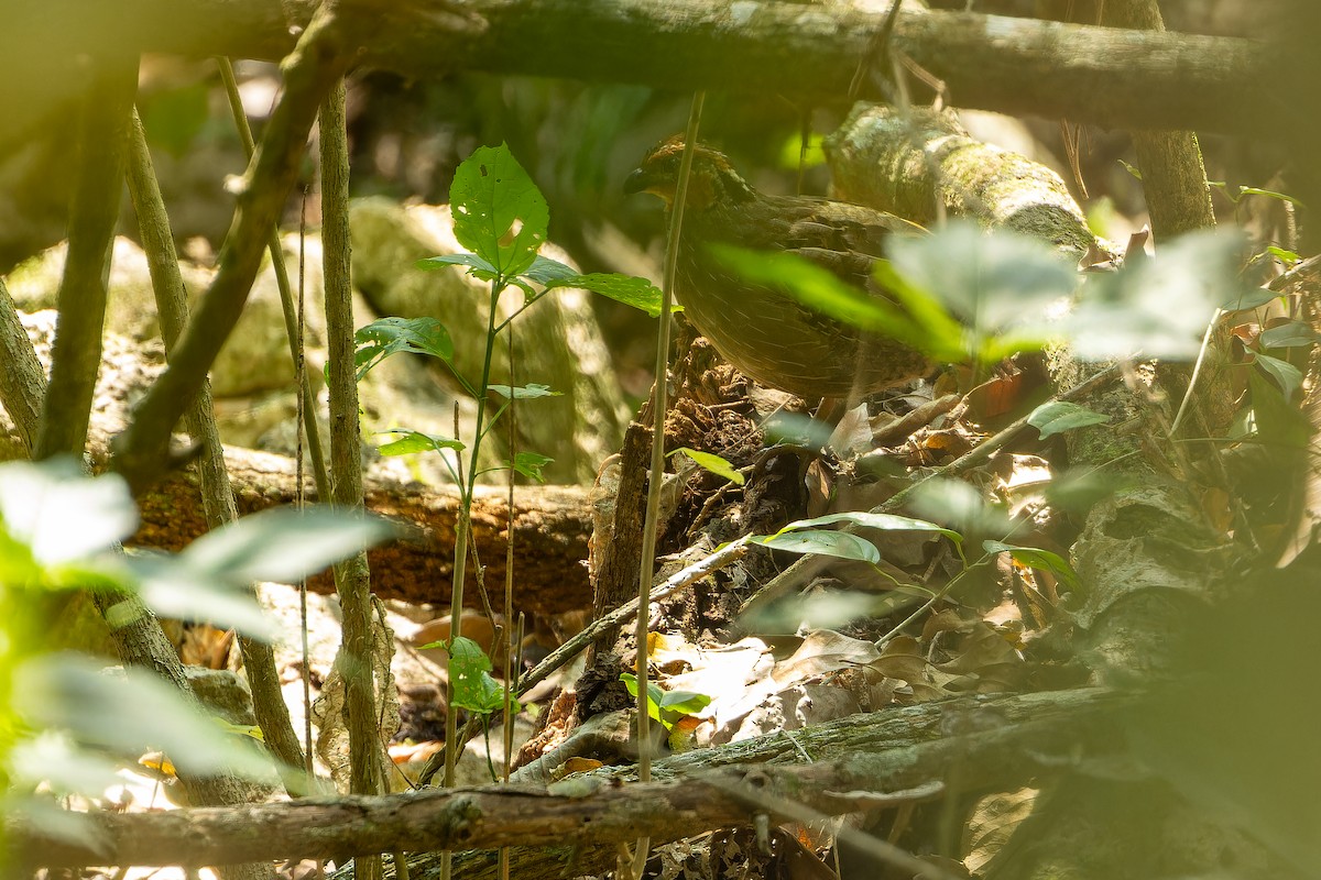 Singing Quail - ML637167550