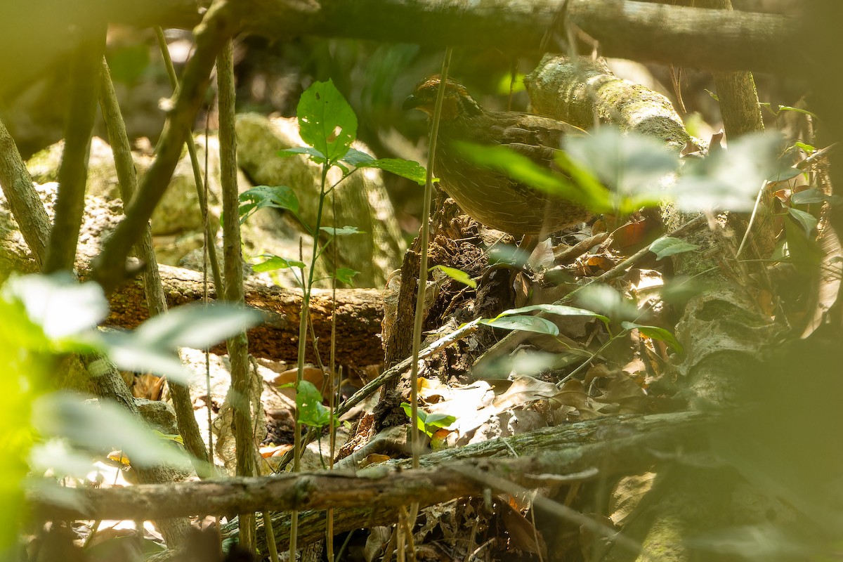 Singing Quail - ML637167551
