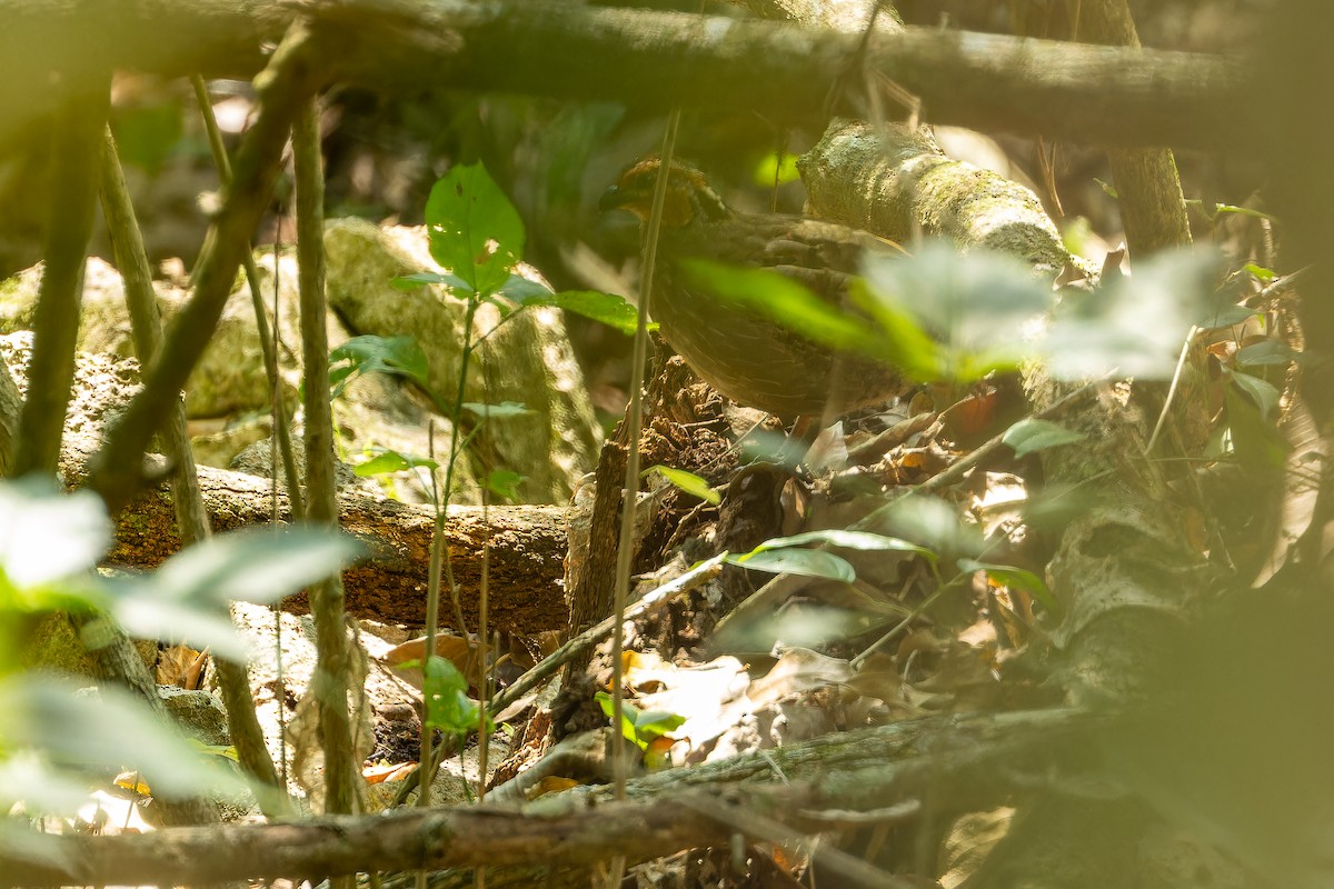 Singing Quail - ML637167555