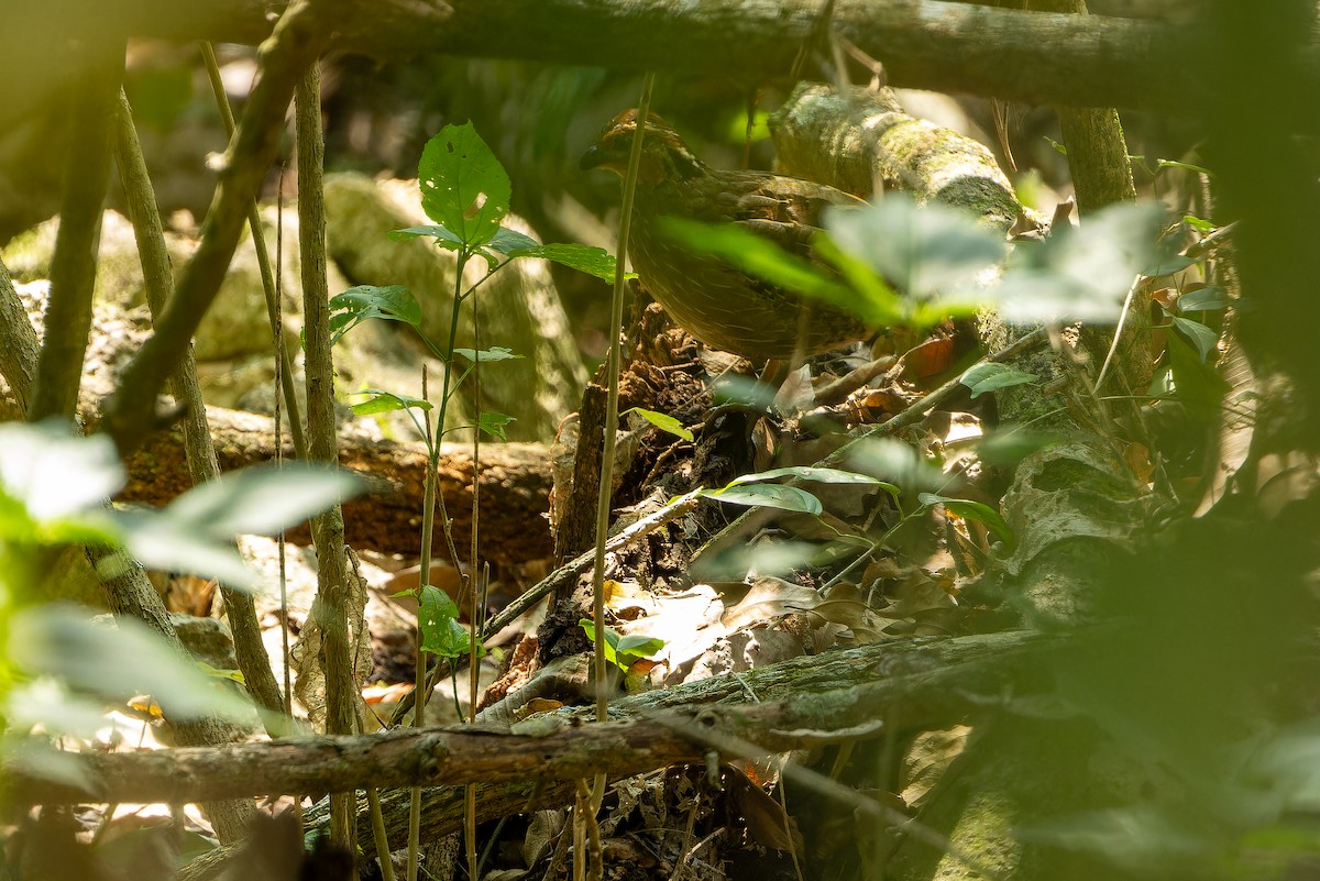 Singing Quail - ML637167558