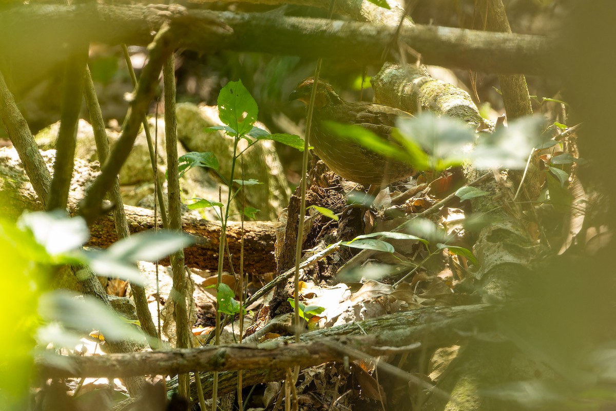 Singing Quail - ML637167560