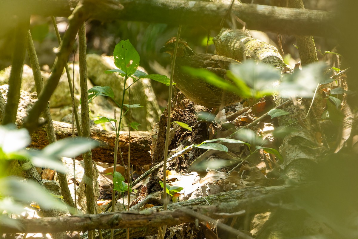 Singing Quail - ML637167561