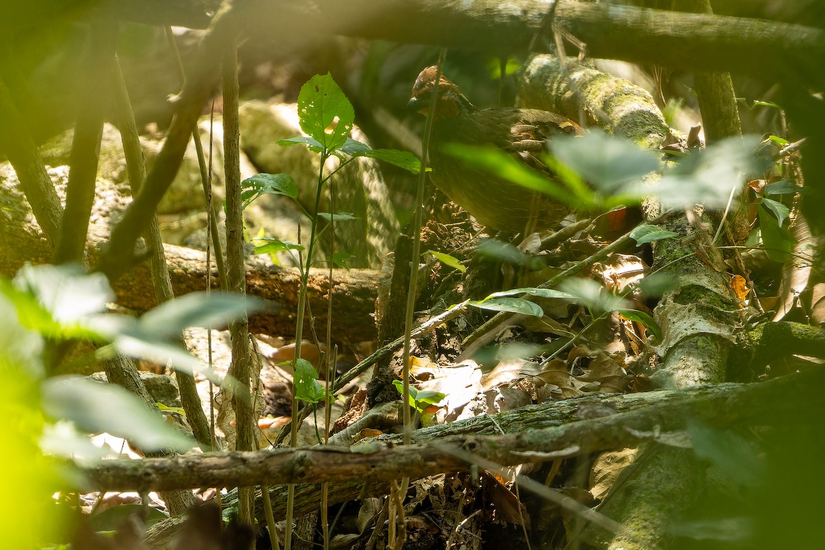 Singing Quail - ML637167563