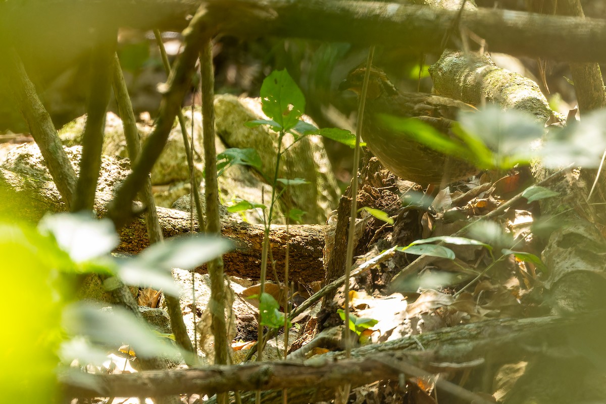 Singing Quail - ML637167564