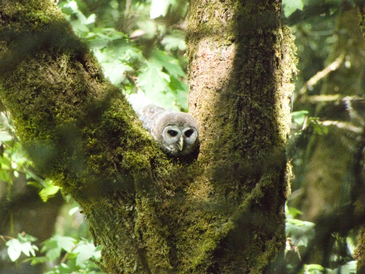 Barred Owl - ML637167580