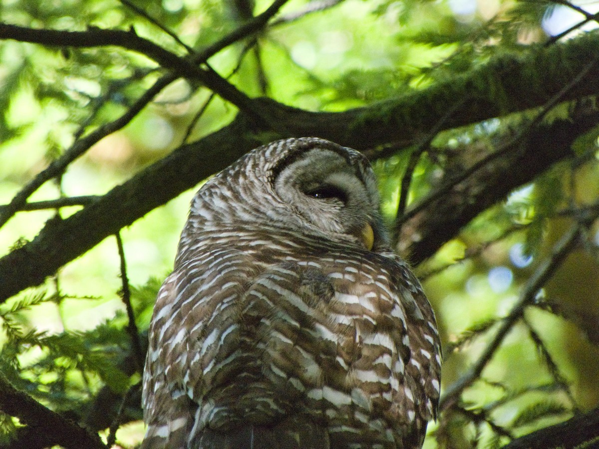 Barred Owl - ML637167581