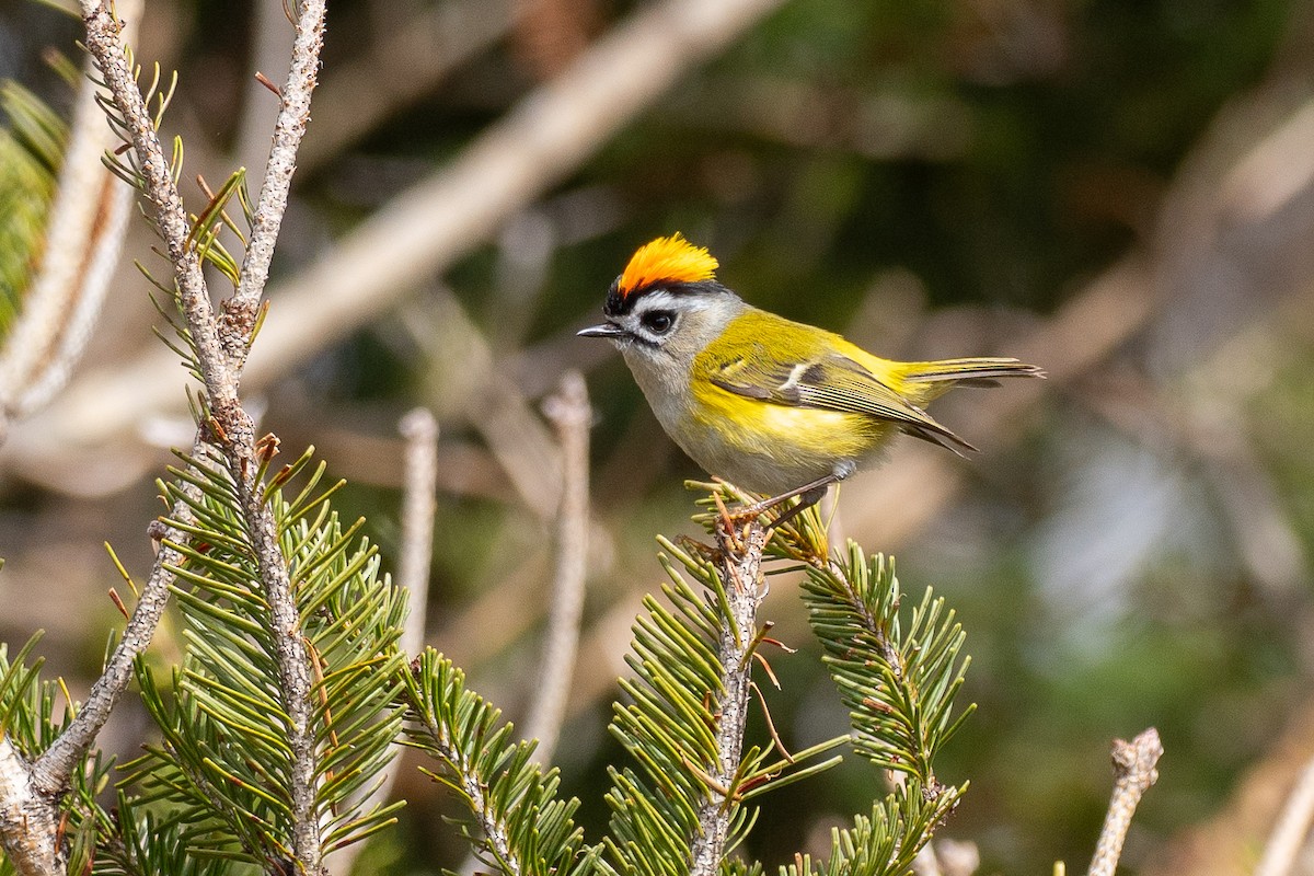 Flamecrest - ML637167583