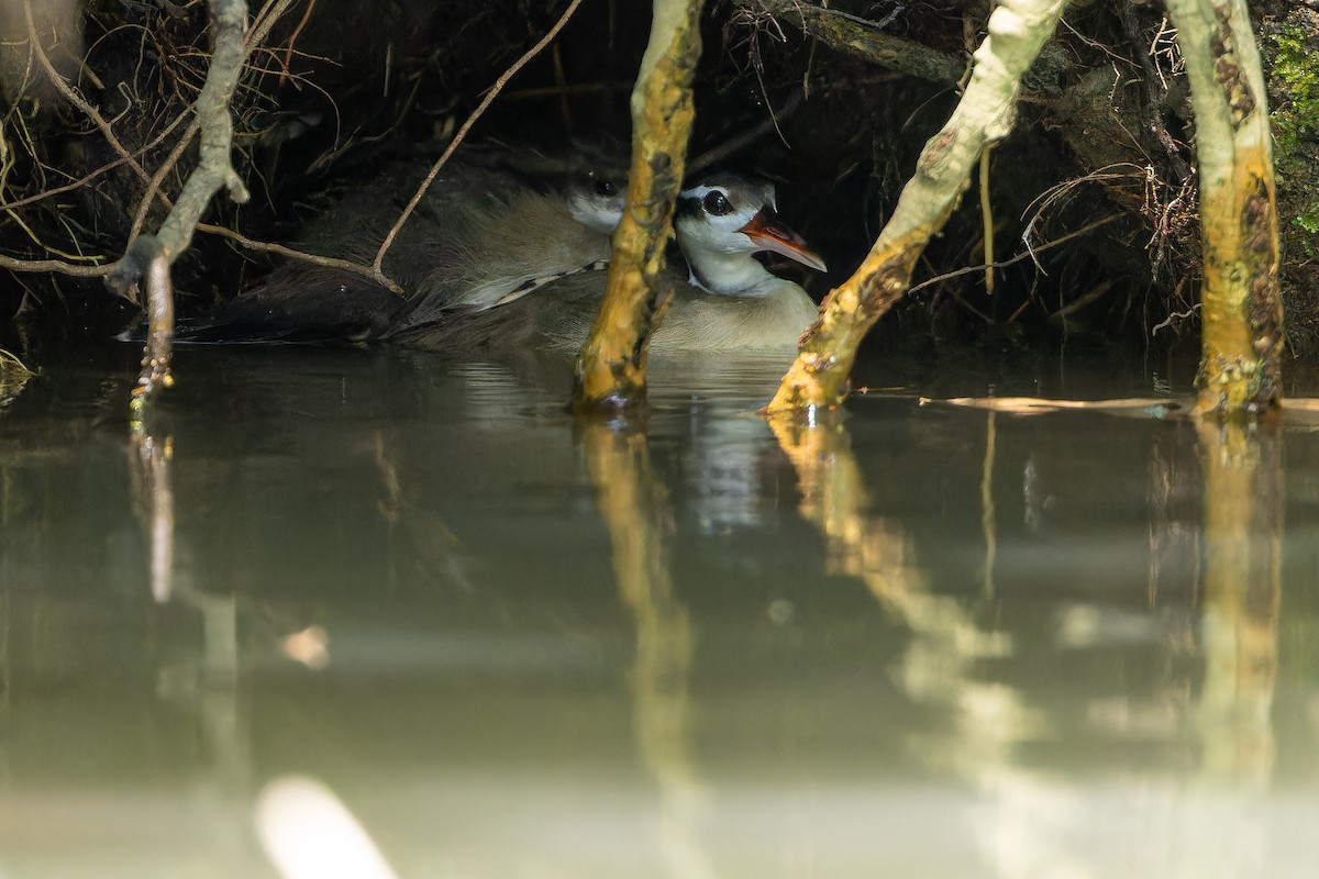 Sungrebe - ML637167594