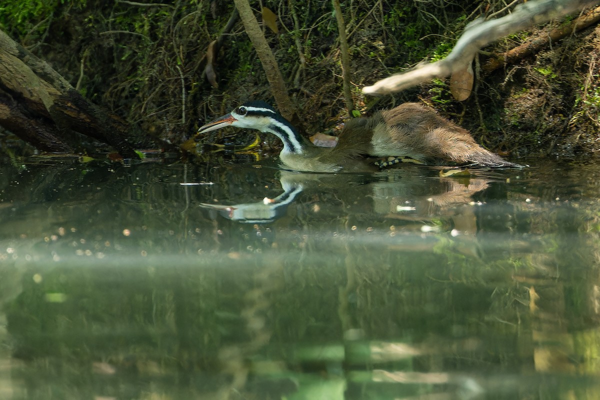 Sungrebe - ML637167595